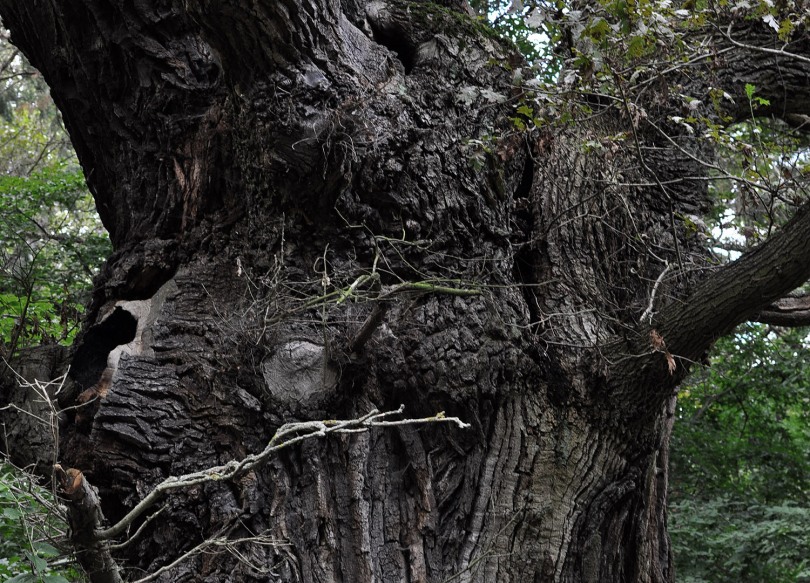Eiche Oak Tree Stories of old trees grunewald